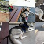 Mighty Thor Whitehair loves posing for the camera.