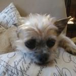 watching my warrior sleep