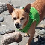 My boy Stewie loving hanging at the beach