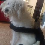 I've got a monkey on my back :(