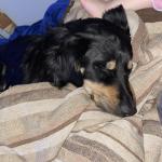 My baby diesel sleeping