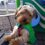 My Little Puppy❤️