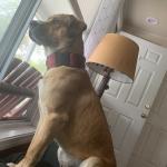 Charlie looking out the window