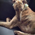 Mims the Greyhound