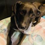 Sitka Holly Adkins