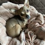 Couscous and pink blanket