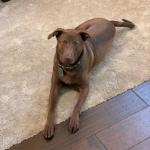 Maze chocolate Labrador
