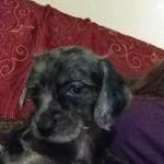 Baby Stitch first days at home