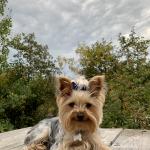 Simone, notre jolie petite Yorkshire.