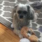 Maisy is playful and gentle