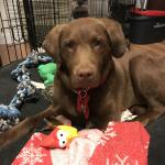 Cooper Chessador.Chesapeake/Labrador