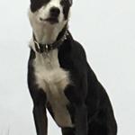 Χιόνι θηρίο Snow Beast