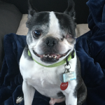 Paxton after left eye surgery