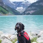 Shadow on duty service dog