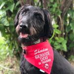 Shadow service dog in training