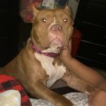 Sweet Bully Remi