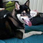 Michiko, our emotional support dog