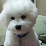 Maverick Jones is a Psychiatric Service Dog