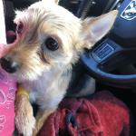 Chula my emotional support dog