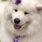 Atheya Snow Princess