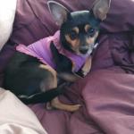 Emotional support dog