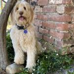 Sweet Zoe Girl .....