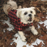Working dog in the fall