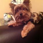 Emotional support dog