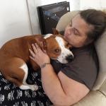 Hercules pitbull and corgi mix