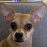 Tommy's Head shot picture