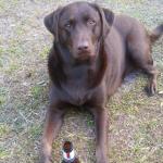 This is bailey shes such a good dog