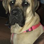 Ginger Our English Mastiff