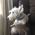 Willy On chair 2021