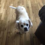 Daisy after grooming