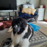 My emotional support dog