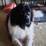 Bowzer, sweet loving dog