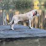 Our walks around our property include our lake, Poppie loves watching whatever is in the lake.