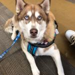 Sarge at attention