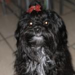 Salem Tilke is an Emotional Support and Service animal