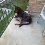 Foxy on the balcony chilling