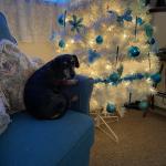 Oscar My companion and best friend always there no matter love him for ever