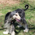 My Mishs at her best loves running