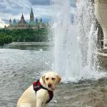 Gucci the Labragirl