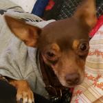 Thanks to my little ? the anxiety that I feel daily is leveled through the strength of my Mitsey. She knows just how to comfort me and when to do so.