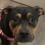 Harper Bolton - Service Dog