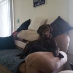 Willow Getz Chocolate lab