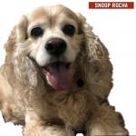 My dog Snoop Rocha