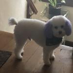 Mr. Buttons White