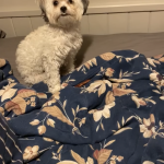 This is Asher, he is very sweet