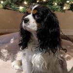 Happy Dog, Friend to all.